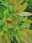 Leucadendron African Star 15CM Pot