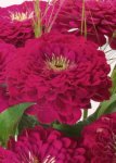 Zinnia Elegans Giant Wine - 20 Raw Seed