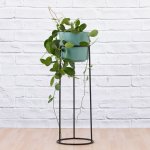 Hoya Australis - In 21CM Migo Teal + Black Orion Plant Stand