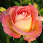 Fairest Cape Panarosa Rose 5LT