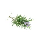 Rosemary Hydrosol 100 % Natural - 500 Ml