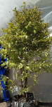 Duranta ‘gold Mine’ Tree 70LT