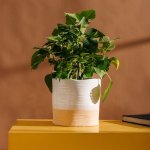 Planter White With Natural Base - Medium 20.5X19CM