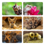 Baby Animals Placemats - Set Of 6 - 40CM X 30CM - Steglio