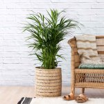 Parlor Palm - Large - In Fundo Palm Leaf Basket