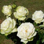Lumina Rose 5LT