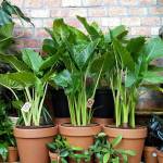 Elephants Ear - Macrorrhiza - 30CM Nursery Pot