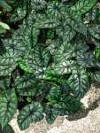 Alocasia Dragon Scale Black - 15CM