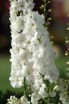 Delphinium Guardian White - 10 Raw Seed