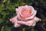 The Rhenish Rose Hybrid Tea Rose 5LT