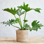 Split Leaf Philodendron - In 20CM Sinan Palm Leaf Basket