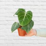 Philodendron - Gloriosum - 12CM Nursery Pot