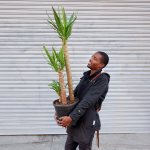 Yucca - Multi Stem - 30CM Nursery Pot - 3 Per Pot 1.35M