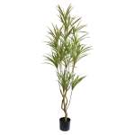 Dracaena Plant 1 8M