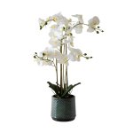White Orchid In Grey Pot