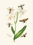 The Cabinet Of Oriental Entomology Pl Xix 1848 Art Print - A1