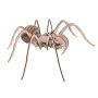 - 3D Wooden Models - 3D Puzzles - Insect Spider