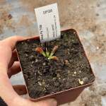 Venus Fly Trap 'towering Giant.' Special Import. - Dormant Plant. 7.5CM Plastic Container.