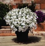 Lobelia Riviera White Seed - 5000 Pelleted Seed