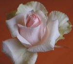 Nana Ing Hybrid Tea Rose 5LT