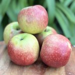 Heirloom Foods – Organic Apples 1KG Crispy Red