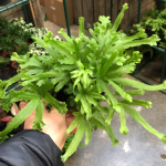 Birds Foot Fern - 12CM Nursery Pot