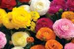 Ranunculus Mache Mix Seed - 10 Pelleted Seed