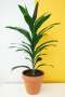 Good Luck Plant - 25