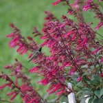 Salvia “wendy’s Wish” 17CM Pot