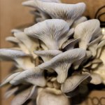 Brown Mega Mushroom - Oyster Box 2KG