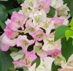 Bougainvillea Coconut Ice 20LT