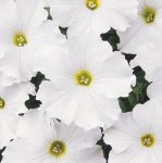Petunia Dreams White Seed - 50 Pelleted Seed