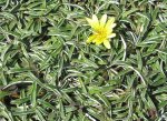 Dymondia Margaretae 4LT