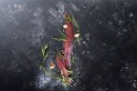 Venison A Grade Tenderloin Fillet
