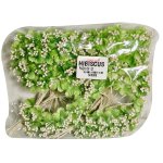 Hibiscus Light Green Pack Of 12