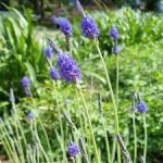 Lavandula Sidonie – “australian” 15CM Pot