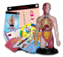 Stem - Human Torso Model Deluxe Set