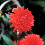 Dahlia Decorative – “eclat” Bulbs