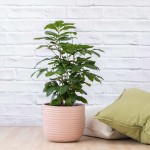 Natal Mahogany - 25CM In 26CM Millennial Pink Poodle Planter