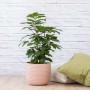 Natal Mahogany - 25CM In 26CM Millennial Pink Poodle Planter