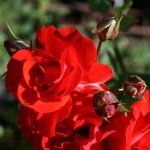 Satchmo Rose 5LT
