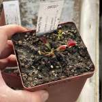 Venus Fly Trap 'la Grosse A Guigui.' Special Import. - Dormant Plant. 7.5CM Plastic Container.