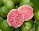 Pink Guava Concentrate - 10ML