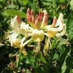Lonicera Periclymenum 10LT