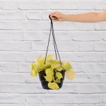 Philodendron Neon - Large - 20CM Hanging Nursery Pot