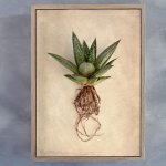 Succulent Study 2 Art Print - A3 Framed Canvas With Natural Wood Frame