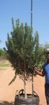 Ilex Mitis 200LT Cape Holly