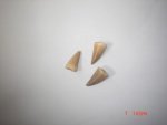 Fossil Mosasaurus Dinosaur Small Tooth ROU86