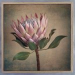 Protea Still Square 1 Art Print - 60 X 60CM Framed Canvas With Natural Wood Frame