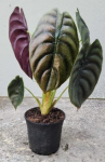 Alocasia Cuprea ‘red Secret’ 14CM Pot